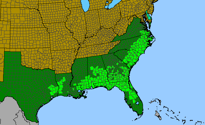 The range of Cyrilla racemiflora